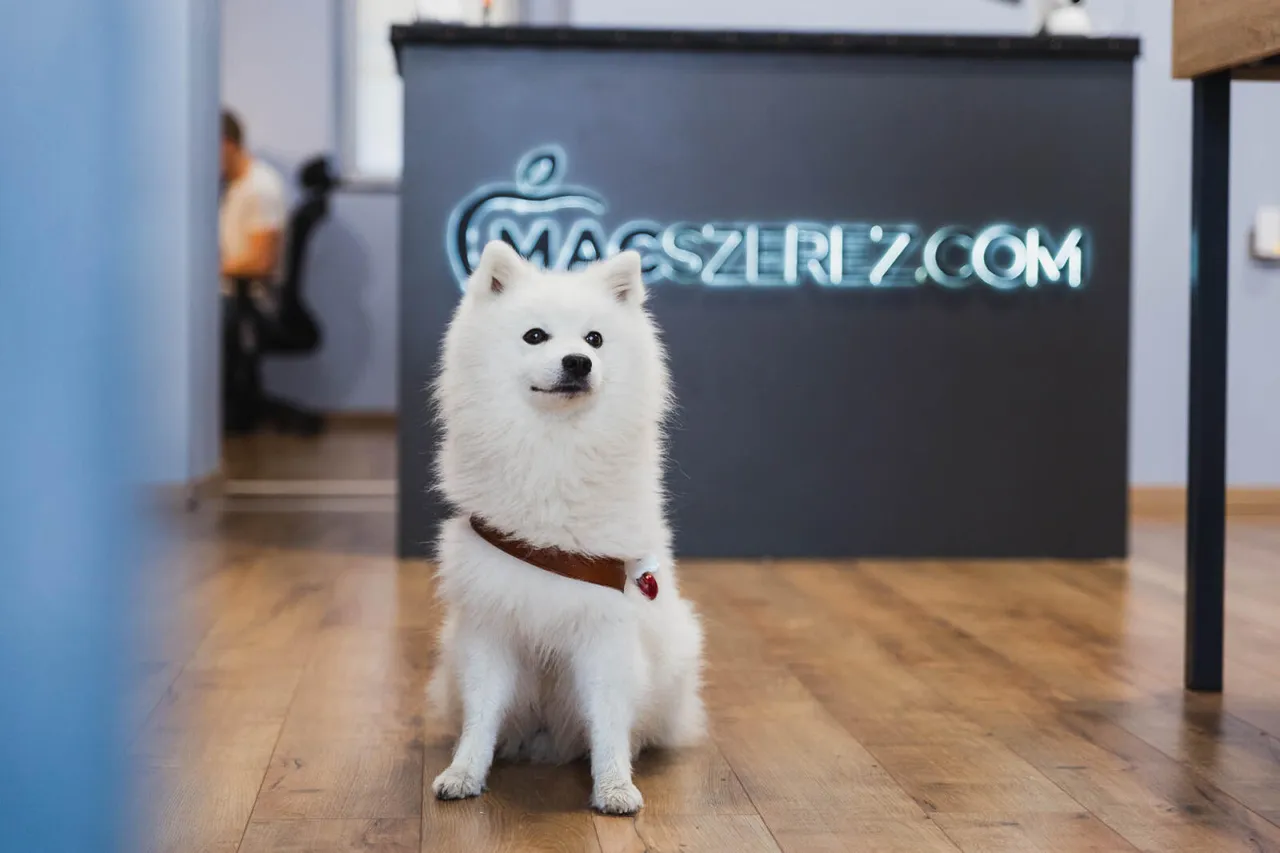 Macszerez Budapest Bemutatóterem